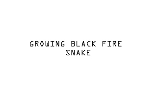Growing Black Fire Snake Science Experiment