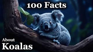 Why Koalas Are So Wonderful  — Relaxing Facts