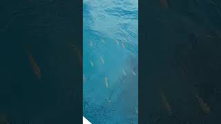 Side of glass bottom boat tour. #marinelife #oceanlife #animals #nature #bahamas