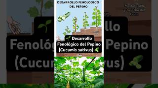  Phenological Development Of The Cucumber cucumis Sativus 