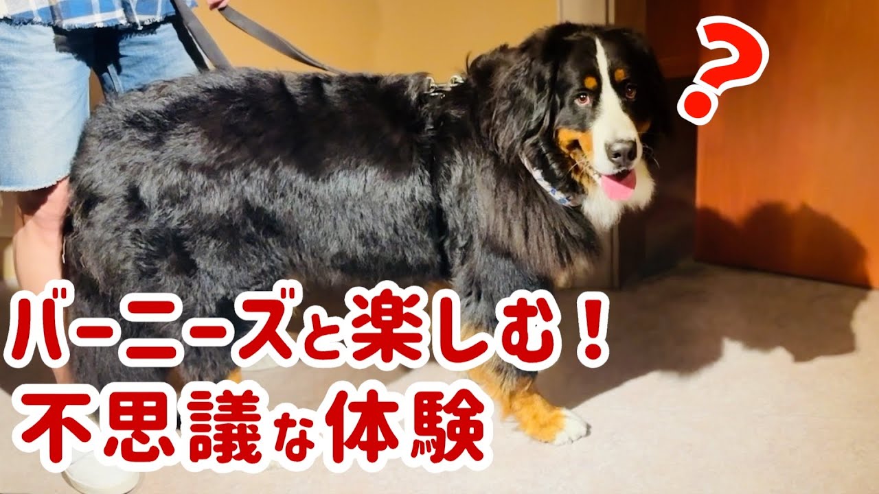 旧軽井沢のトリックアートミュージアムでバーニーズマウンテンドッグと不思議体験！