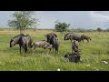 Bluewildebeest calves enjoying their breakfast  early in the  morning.