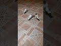 Новички Алматинские бойные голуби #голуби#  #pigeons#