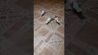 Новички Алматинские бойные голуби #голуби#  #pigeons#