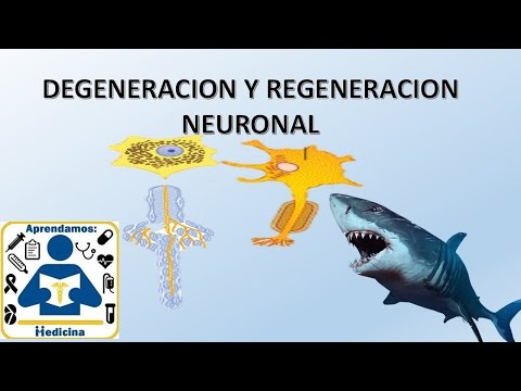 Vídeo: Efecto De La Proximidad De La Lesión En La Respuesta Regenerativa De Las Neuronas Proprioespinales Largas Descendentes Después De La Lesión De La Transección Espinal