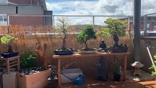 Japanese Garden On Balcony With Bonsai Shishi Odoshi