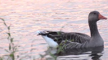 Ducks quacking on a river in the forest