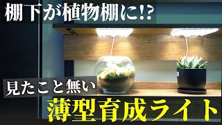 Amazing Light] Turn the space under your shelf into a plant shelf