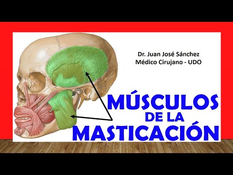 Video: ¿Qué nervio craneal inerva todos los músculos de la masticación?