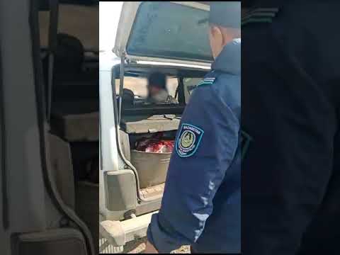 Разделанные туши косуль обнаружены в багажнике автомобиля жителя Акмолинской области