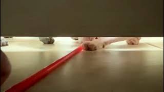 So much FUN playing under the Door! by LiLNudists Cattery 11 views 9 months ago 1 minute, 26 seconds