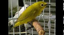 Suara burung pleci kacamata ngalas panjang untuk memancing bunyi versi 1  - Durasi: 2:38. 