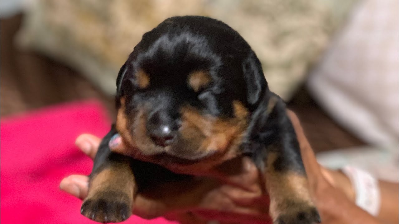 Feeding Time at 12 Days Old Champ, Bentley & Blake Are Growing Every Day
