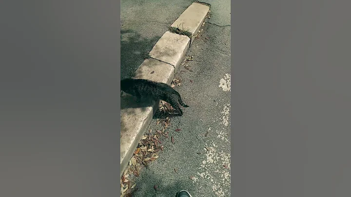 Secret to Happiness: Befriend a Stray Cat