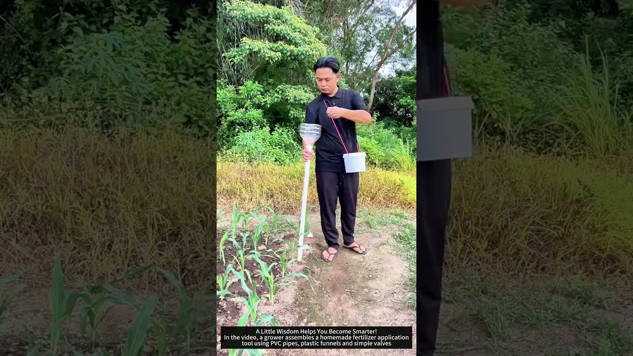 Make your own fertilizing tools to fertilize corn