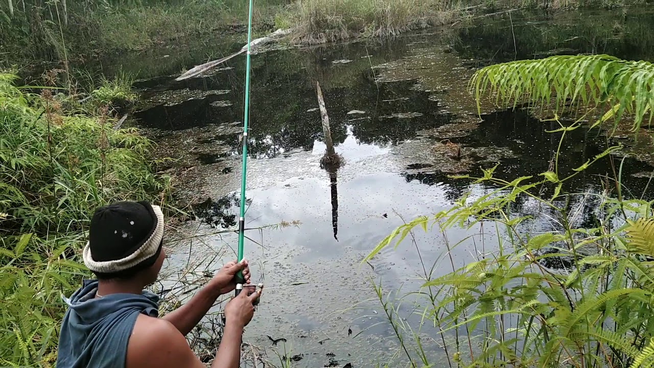 Strike ikan gabus 