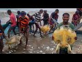 அதிகமான ஆமைகள் வலையில் வந்தது More turtles came into the net