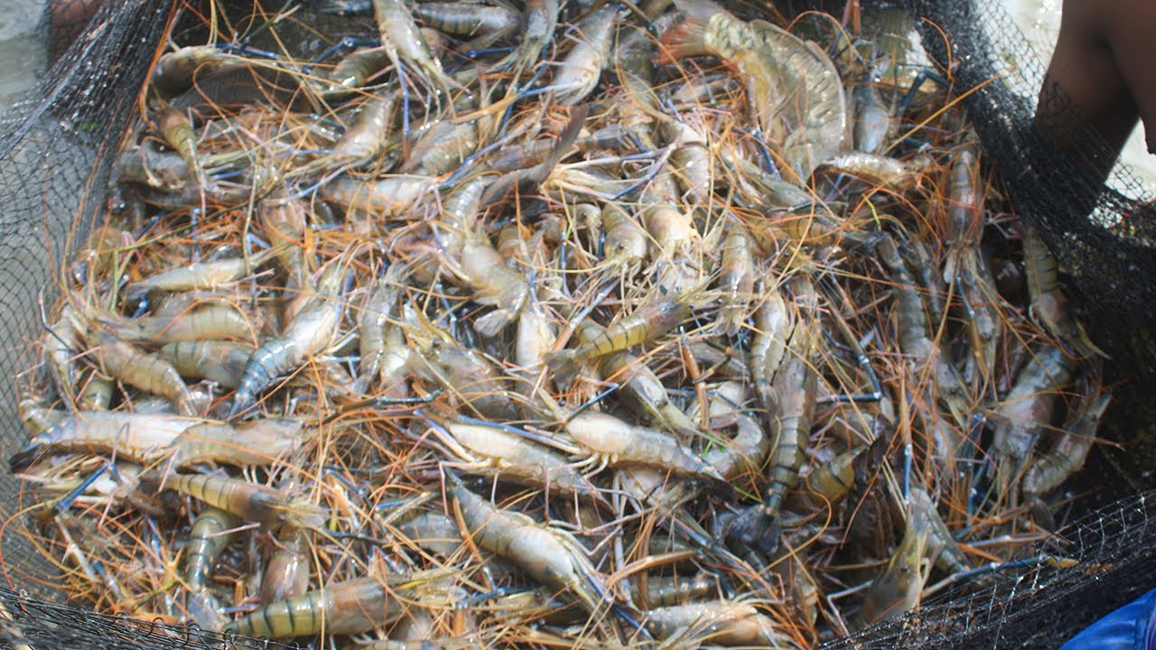 Best Live Shrimp Fishing | Net Fishing | Fresh Crystal Clear Water Shrimp Fish Production