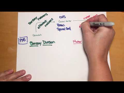 253 Divisions of the nervous system