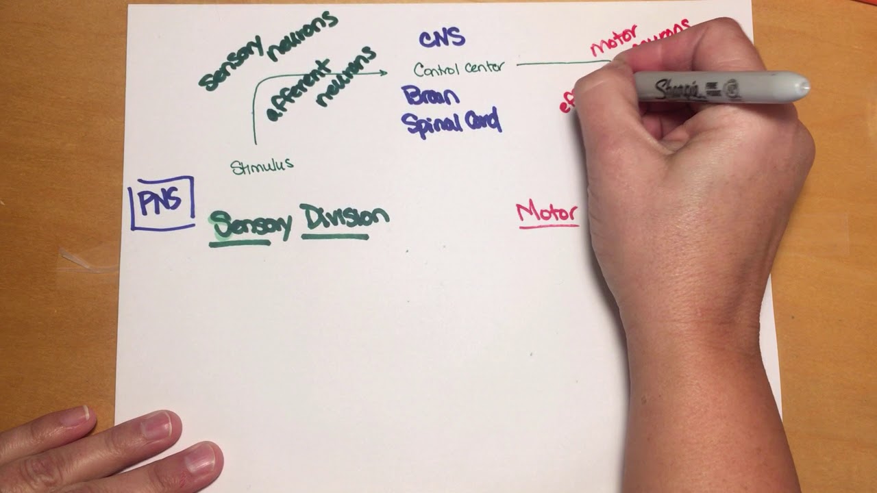 253 Divisions of the nervous system - YouTube