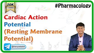 Cardiac Action Potential (Resting Membrane Potential)