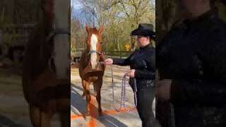 Horse Showmanship - The Basics