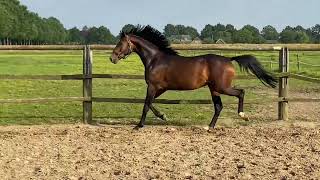 Direct van Fokker te koop: Sandokan MV (4yo Spielberg x Johnson)