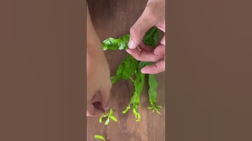 How to Propagate Java Fern - The Easy Way
