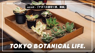 アガベの『胴切り』祭り開催！誰でも簡単にお気に入りの株を
