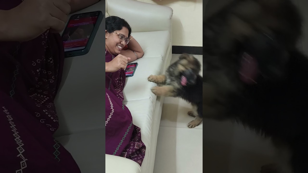 Now Shvan's main Priority is biting 