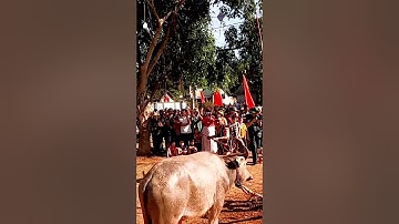 Nghi Lễ Đâm Trâu Mừng Chiến Thắng Của Đồng Bào Ba Na Đăk Đoa | DI SẢN VĂN HÓA