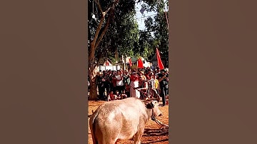 Nghi Lễ Đâm Trâu Mừng Chiến Thắng Của Đồng Bào Ba Na Đăk Đoa | DI SẢN VĂN HÓA