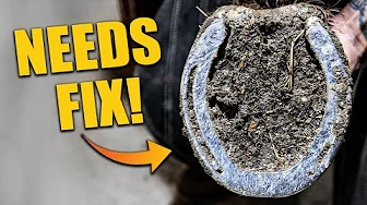 This Hoof Definitely Needs a Fix… Watch!
