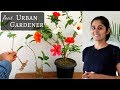 How to Grow Hibiscus Cutting in Water| Complete Instructions // Garden Up