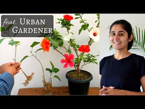 Comment faire pousser un hibiscus à partir d’une bouture dans l’eau | Guide complet // Jardinerie Up