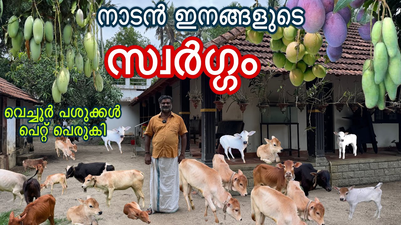 ഇവിടെ എല്ലാവർക്കും സ്വാതന്ത്ര്യം കുലകുത്തിവിളയുന്ന മാവുകൾ രഹസ്യം വെച്ചൂർ പശുക്കൾ new cow farm