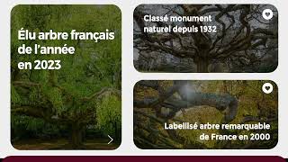 2023 Tree of the Year France – The Weeping Beech of Bayeux
