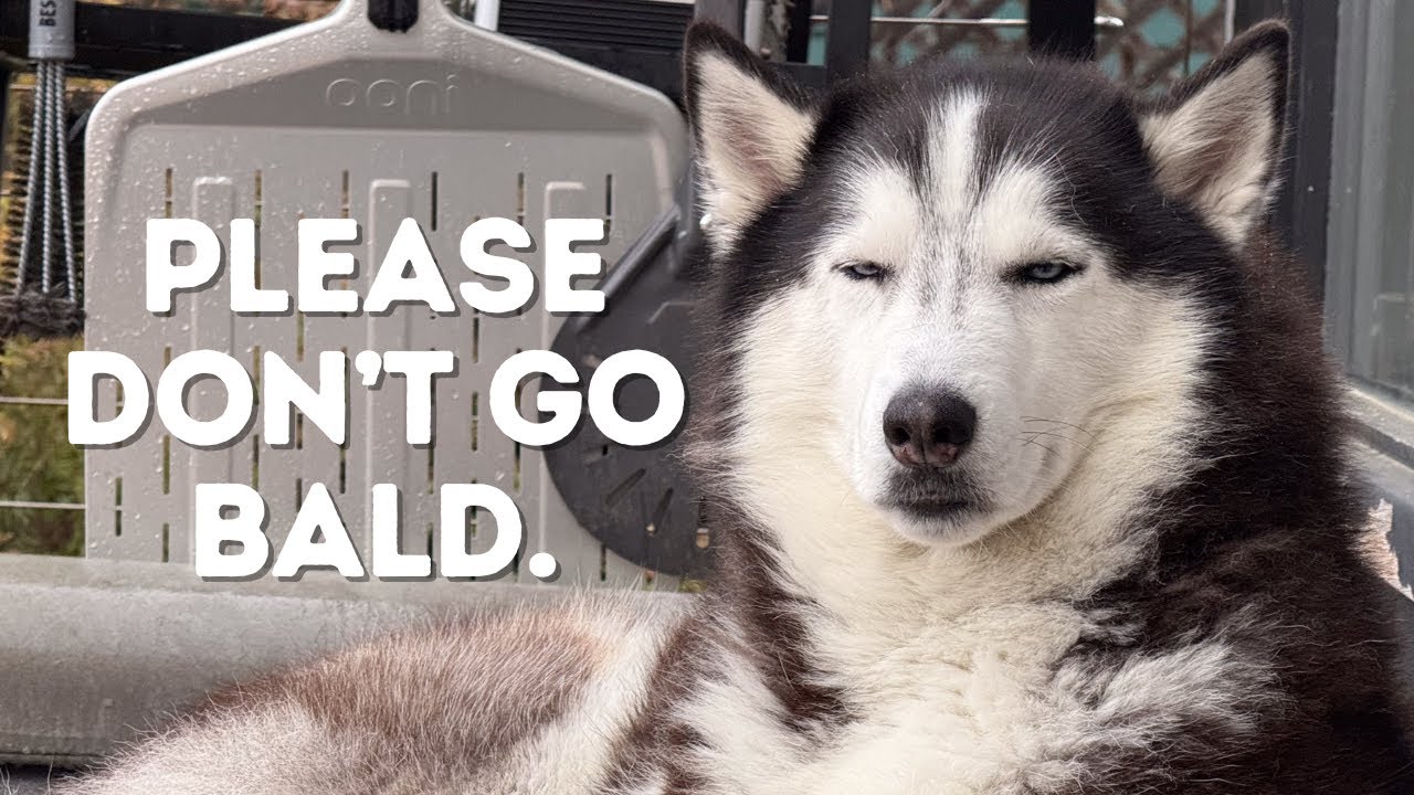 Siberian Huskies Look INCREDIBLE in Their YouTube Sweatshirt and More! | Top 5 Comments of the Week