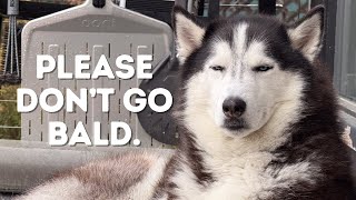 Siberian Huskies Look INCREDIBLE in Their YouTube Sweatshirt and More! | Top 5 Comments of the Week