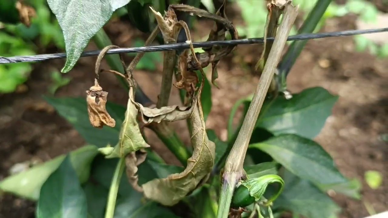 Marchitez y aborto de flor en el cultivo de CHILE por el hongo botritis cinerea, como CONTROLAR?