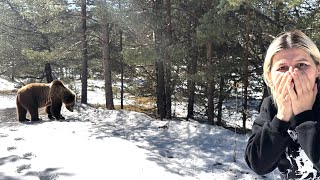 Bear Came To Our Tent In Our Last Snow Camp