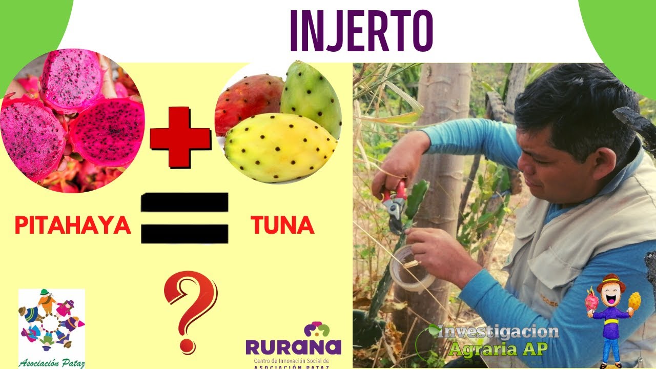 Dragon Fruit Injerto Tuna x PITAHAYA 2022 YouTube