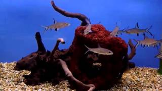 Акулий балу (Акулий бала) / Balantiocheilus Melanopterus Акулий балу (Акулий бала) / Balantiocheilus Melanopterus