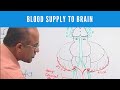 Blood Supply to Brain - Circle of Willis - Neuroanatomy