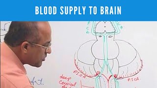 Blood Supply to Brain | Circle of Willis | Neuroanatomy screenshot 3