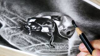 Watch Me Draw a Ladybug in Graphite