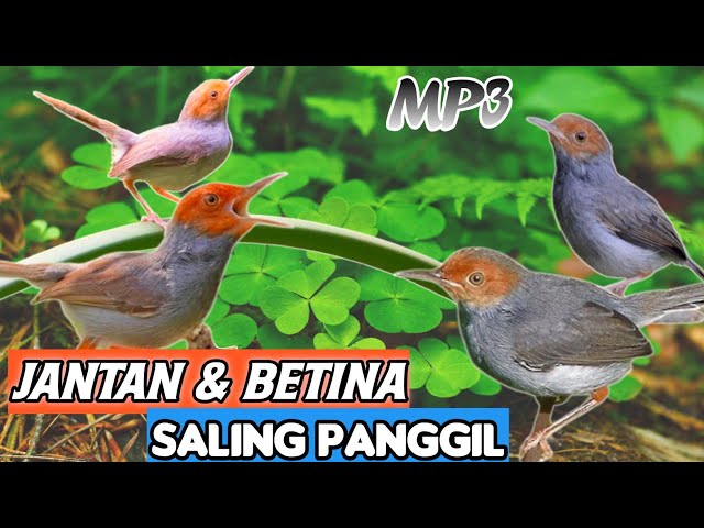 Prenjak Kepala Merah Jantan &Betina Saling Panggil Ampuh untuk Pikat class=