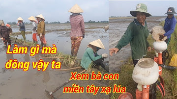 nghề xạ lúa ở miền tây cực lắm mà vui  #TuấnTháiTrị