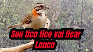 Fêmea de Tico Tico chamando muito pra esquentar screenshot 5