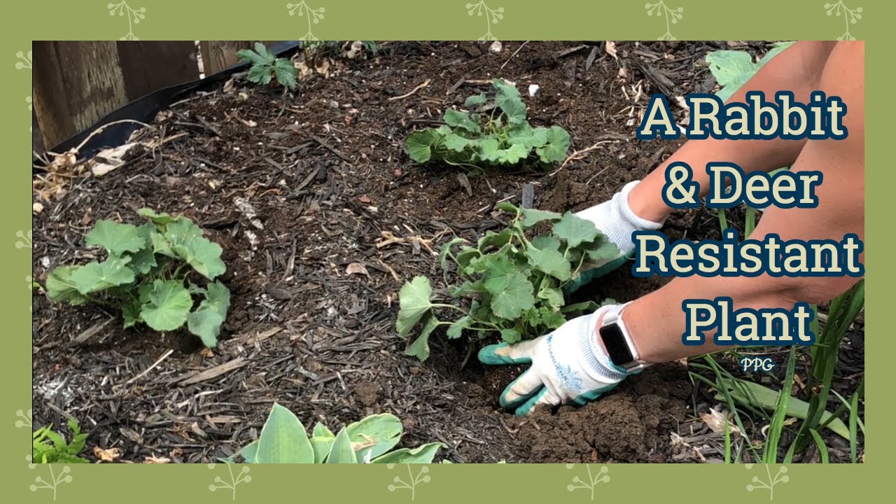 Alchemilla Mollis (Lady's Mantle) "Thriller"